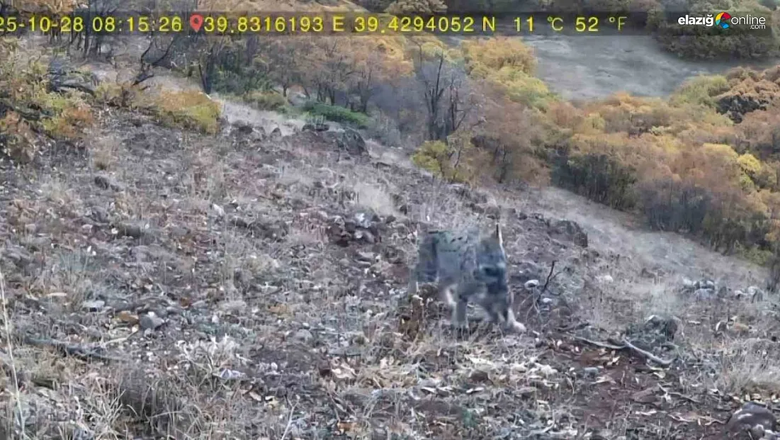 Avlanan vaşak ve yavruları fotokapana takıldı