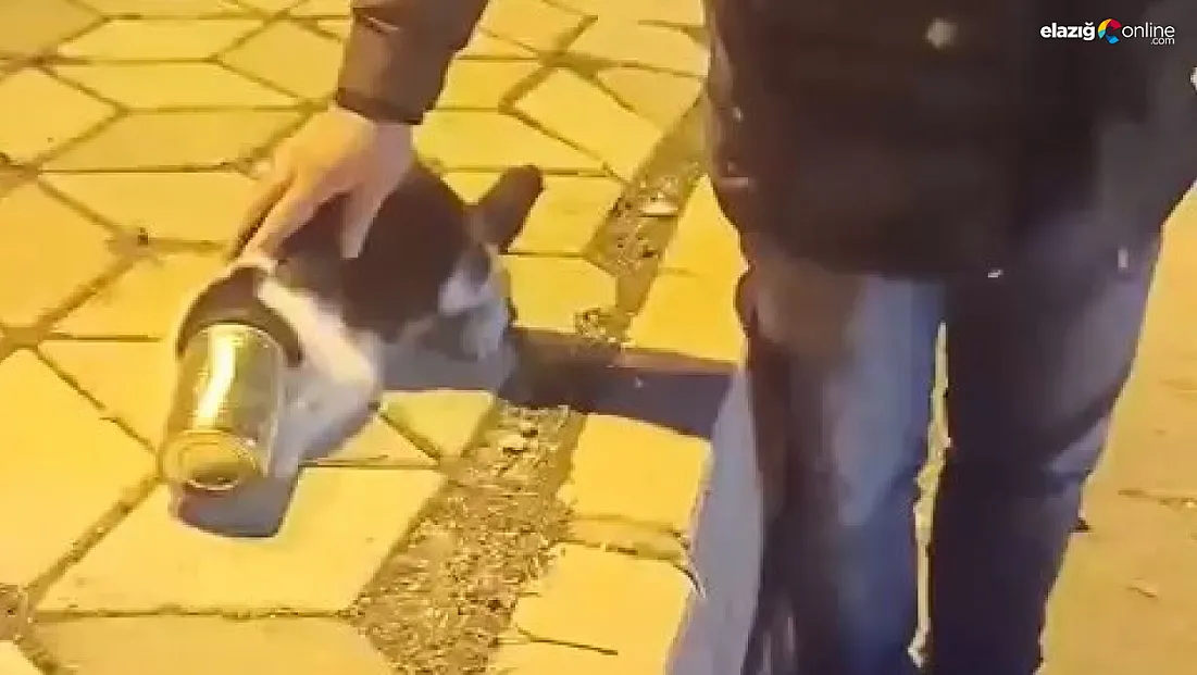 Vatandaşlar fark etti, felaketi önledi: Başı konserve kutusuna sıkışan kedi kurtarıldı