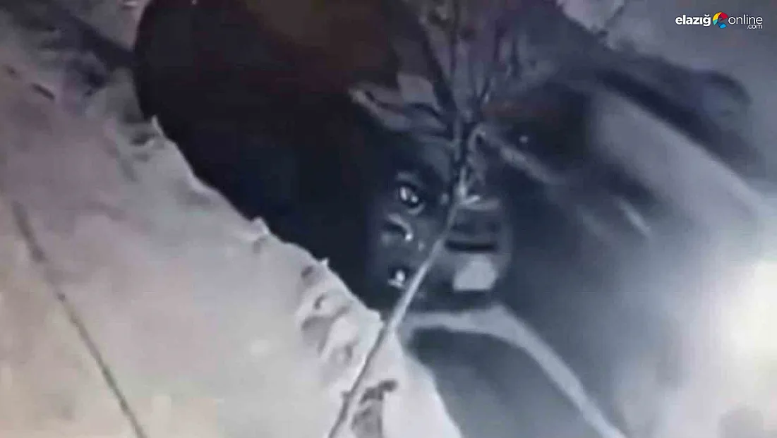 Elazığ’da pişkin sürücü kamerada! Önce çarptı sonra kaçtı!