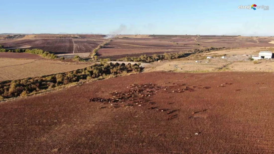 Diyarbakır'a gelen konargöçer aile, 6 ay Kral Yolu'nda hayvanlarına bakacak