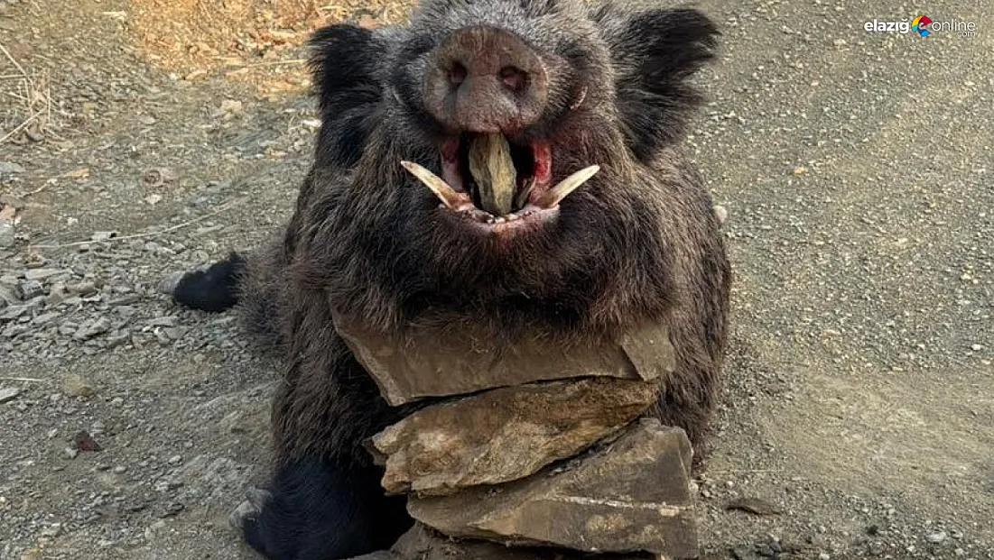 Çiftçilerin korkulu rüyasıydı: 200 kiloluk yaban domuzu avlandı