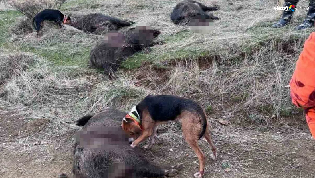 Baskil dağlarında 250 kiloluk yaban domuzu avlandı