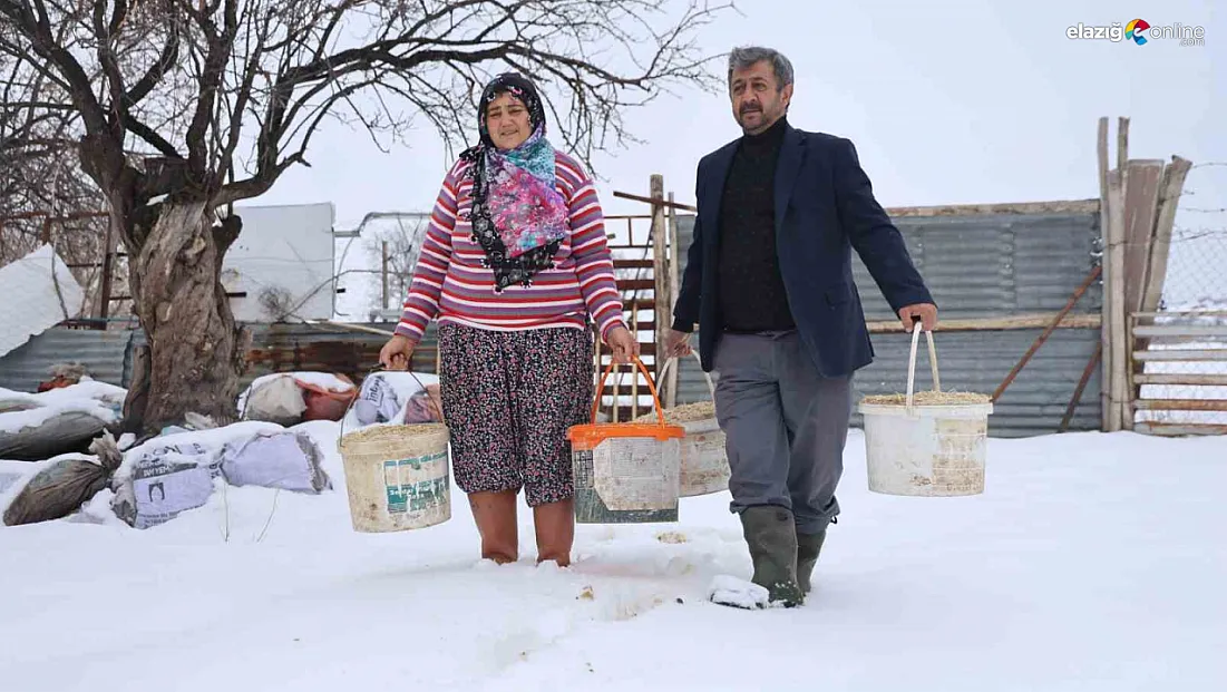 Hayvan beklemez, soğuk dinlemez: İşte Elazığlı besicinin şafak mesaisi