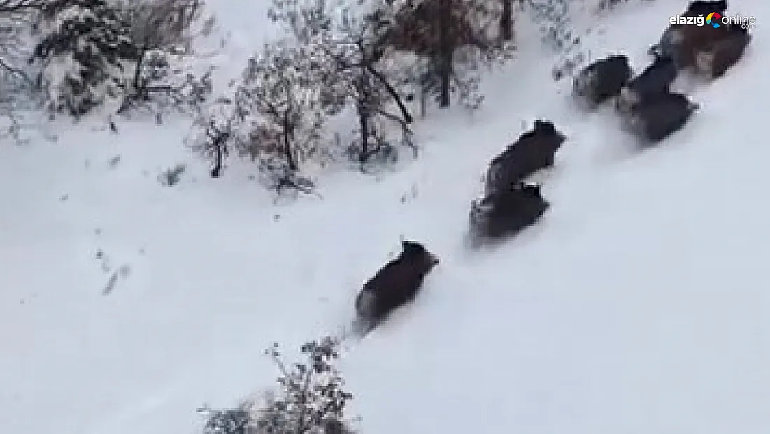 Karlar içinde koşan sürü dronu görünce ne yapacağını şaşırdı!