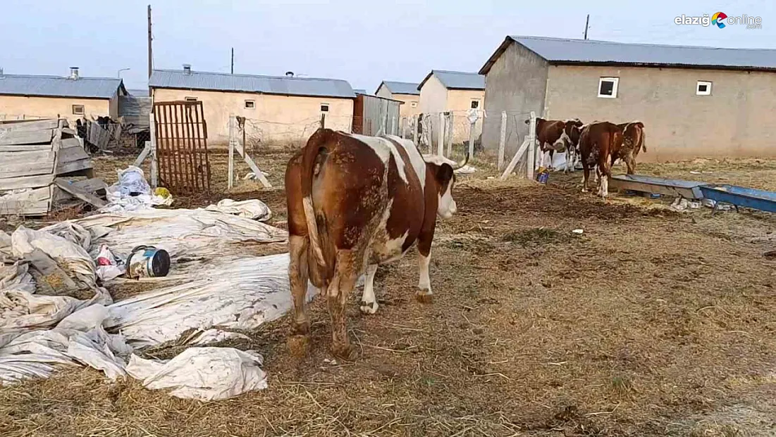 Palu, Kovancılar ve Karakoçan’da Şap Alarmı! Çiftçiler Zor Durumda!