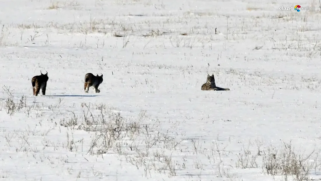 Kırmızı listede yer alıyorlardı! Karakoçan'da görüntülendi: İşte vaşakların kar keyfi