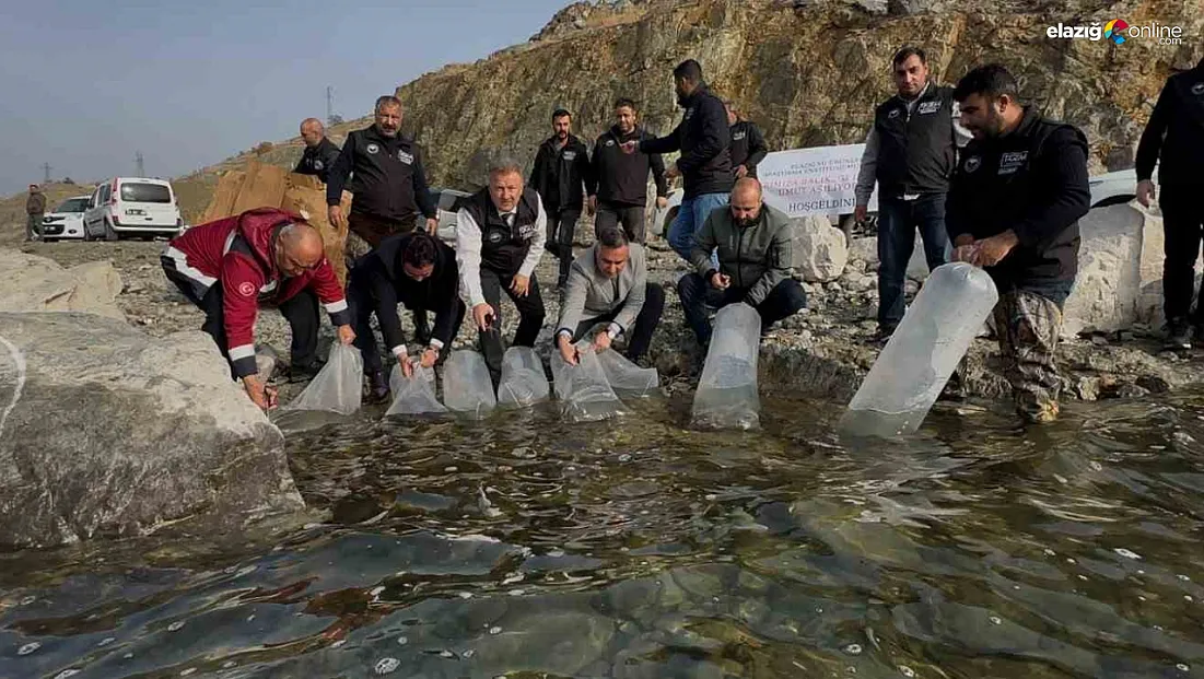 Elazığ’da Balık Stokları Güçleniyor: Karakaya Barajı’na Rekor Balıklandırma!