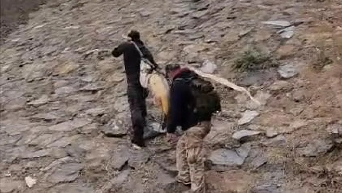 Dev turnayı taşımak için çam sırığı kullandılar