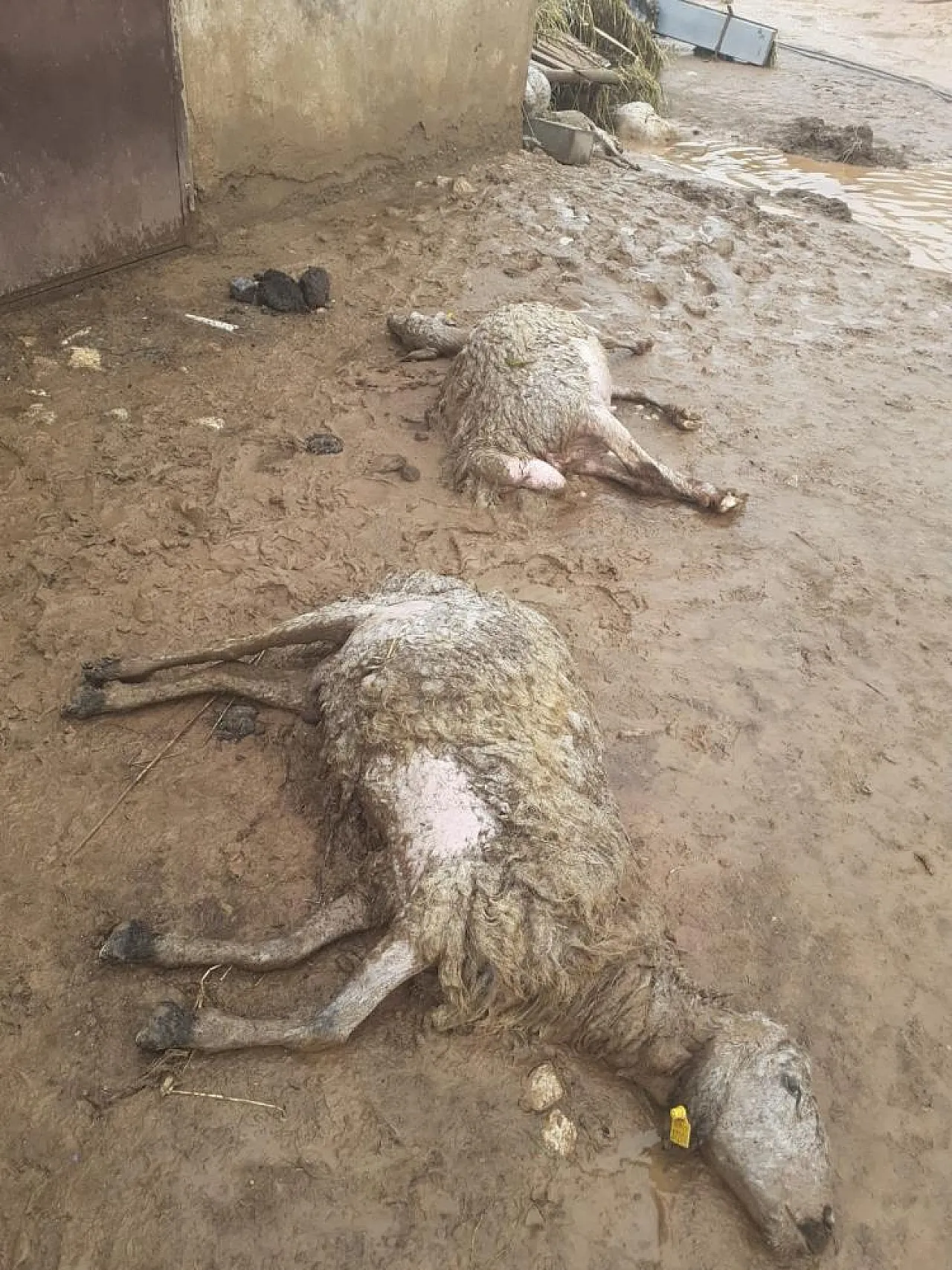 Sağanak yağış nedeniyle 105 hayvan telef oldu