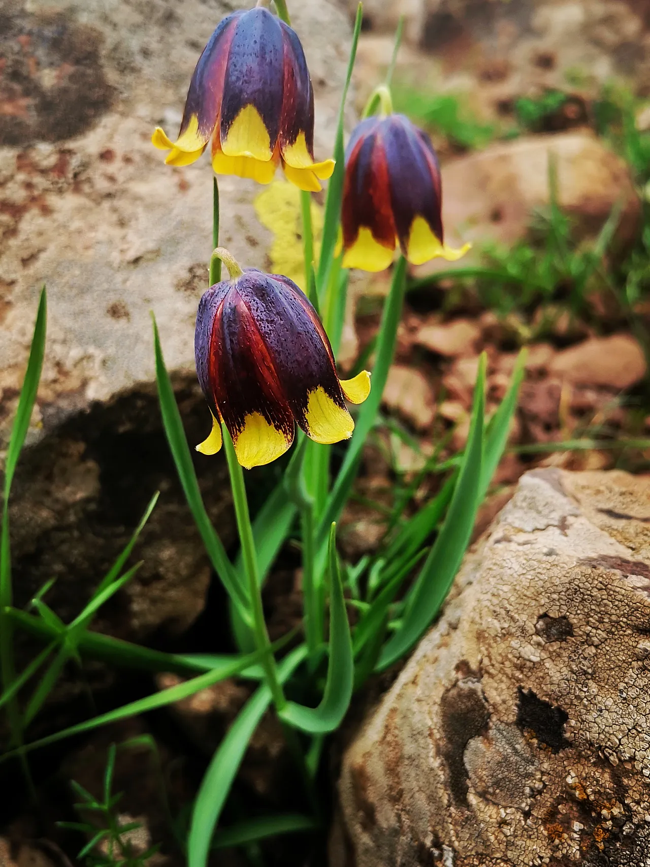 Karakoçan Belediyesinin logosu değişiyor!