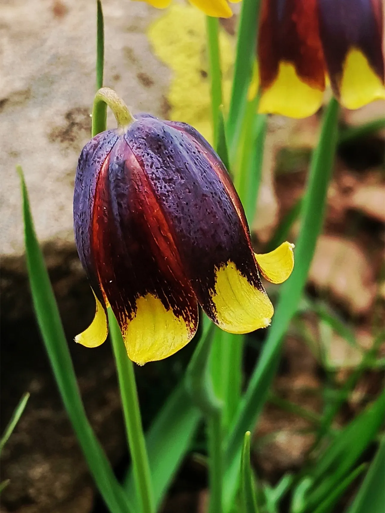 Karakoçan Belediyesinin logosu değişiyor!