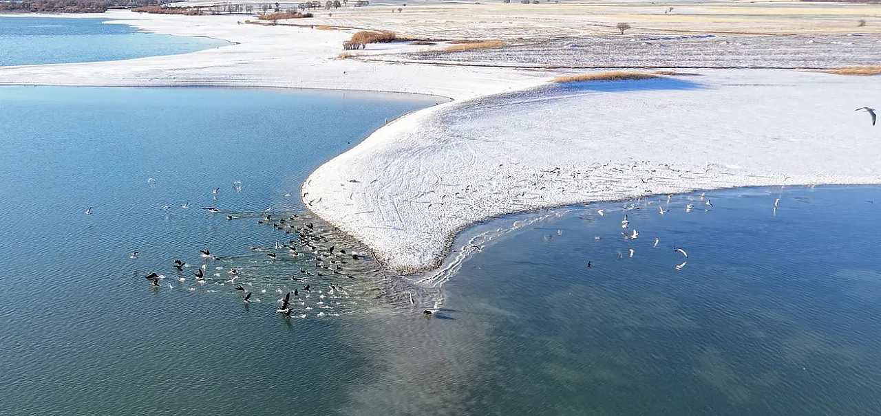 Elazığ Cip Barajı'nda görsel şölen: İşte karabatak sürüsünün masalsı görüntüleri