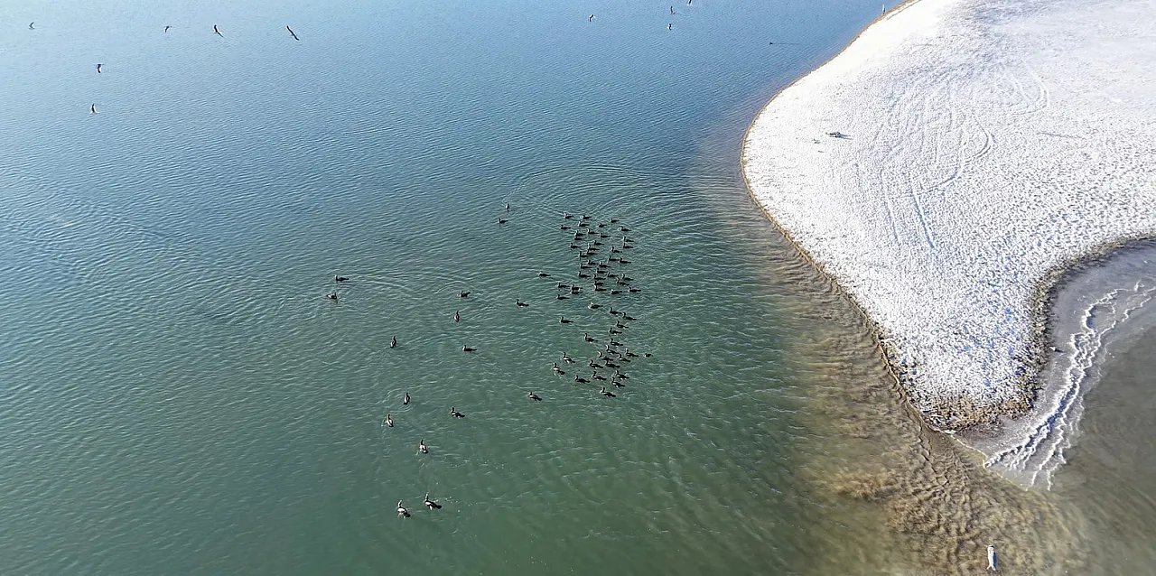 Elazığ Cip Barajı'nda görsel şölen: İşte karabatak sürüsünün masalsı görüntüleri