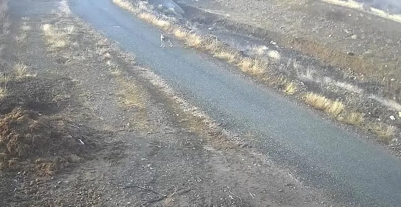 Elazığ'da yaban hayatı kar engeline takıldı: Kurt mezraya indi