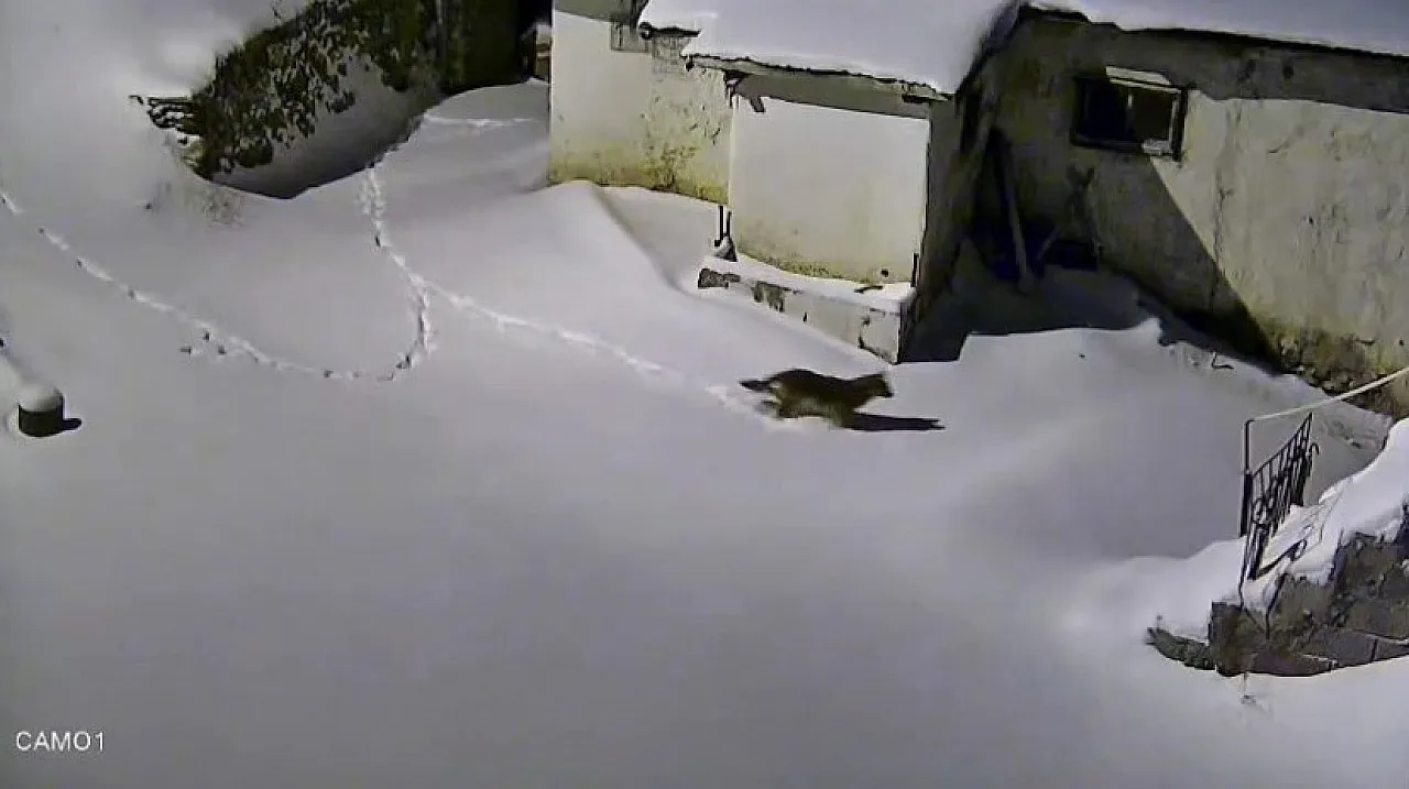 Elazığ'da evin çevresinde yiyecek arayan kurt kamerada