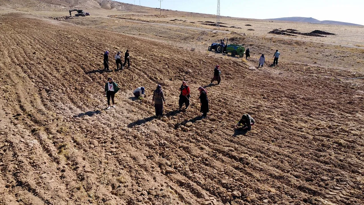 Tarım eğitimi verilen 200 ev kadını, bin dönüm atıl arazide üretime başladı