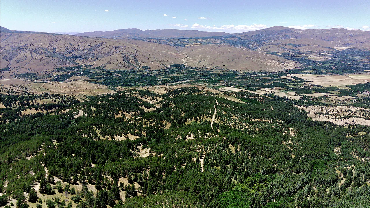 40 yıl önce dikilen fidanlar geleceğe nefes oldu