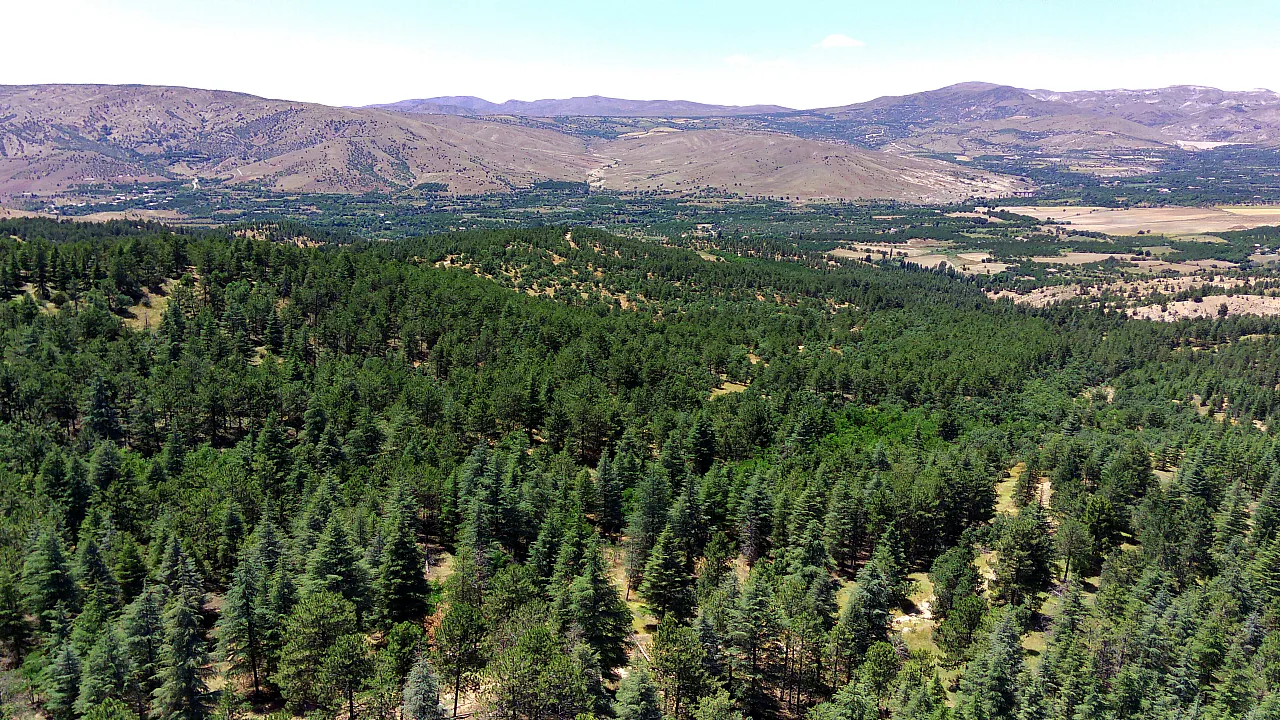 40 yıl önce dikilen fidanlar geleceğe nefes oldu