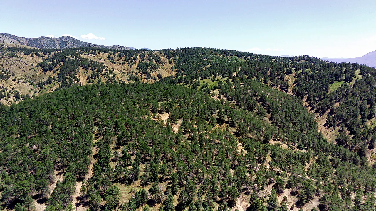 40 yıl önce dikilen fidanlar geleceğe nefes oldu