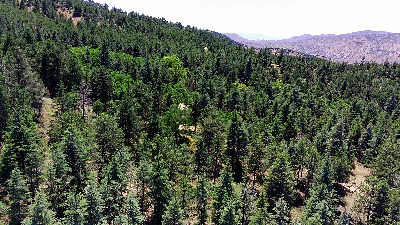 40 yıl önce dikilen fidanlar geleceğe nefes oldu
