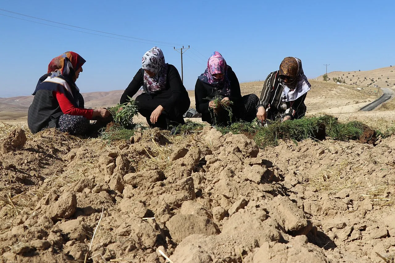 Tarım eğitimi verilen 200 ev kadını, bin dönüm atıl arazide üretime başladı