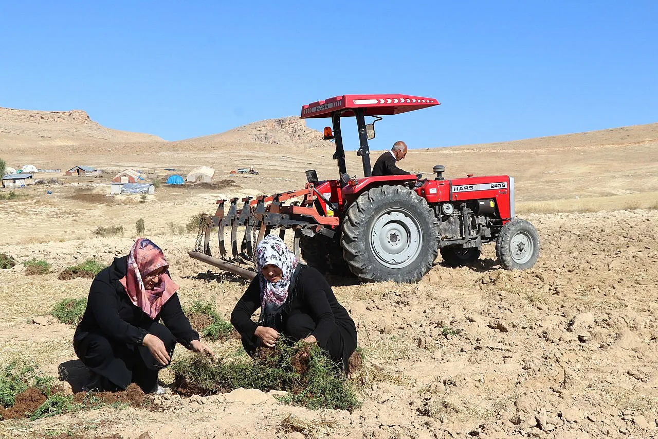 Tarım eğitimi verilen 200 ev kadını, bin dönüm atıl arazide üretime başladı