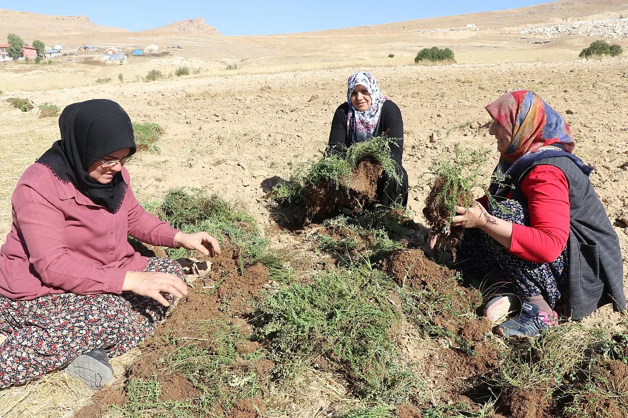Tarım eğitimi verilen 200 ev kadını, bin dönüm atıl arazide üretime başladı