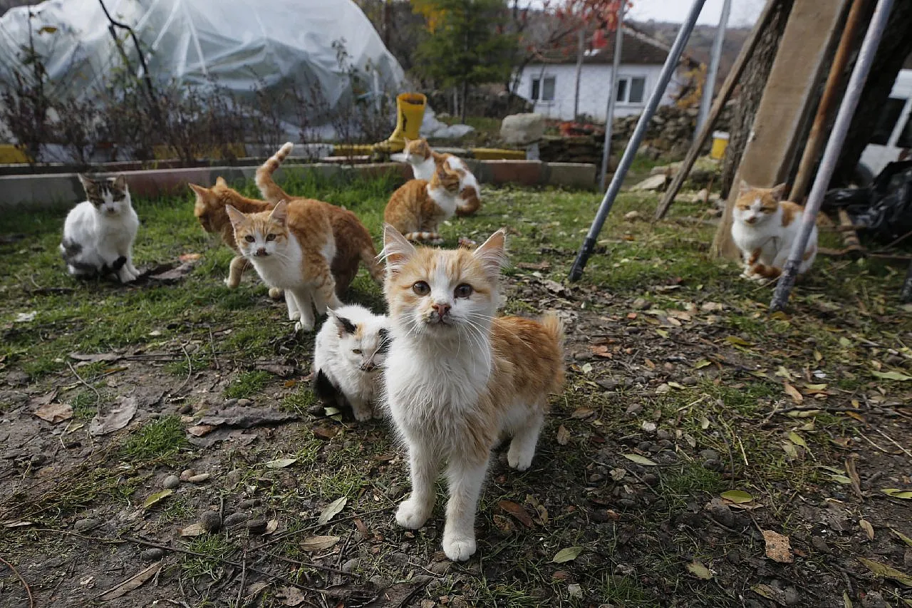 Kedilere torunları gibi bakan Muhtar Özdem yürekleri ısıttı!