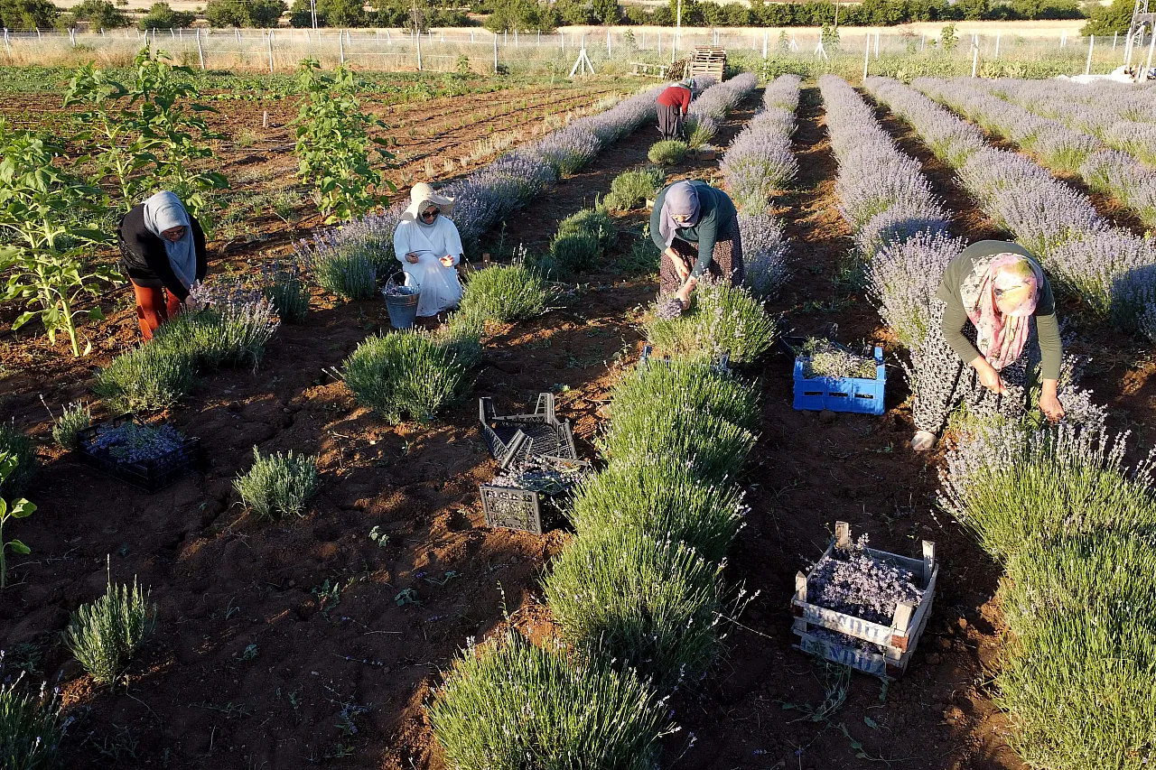 Dededen kalma atıl araziyi lavanta bahçesine dönüştürdü