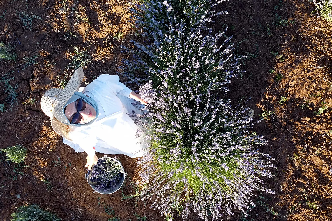 Dededen kalma atıl araziyi lavanta bahçesine dönüştürdü