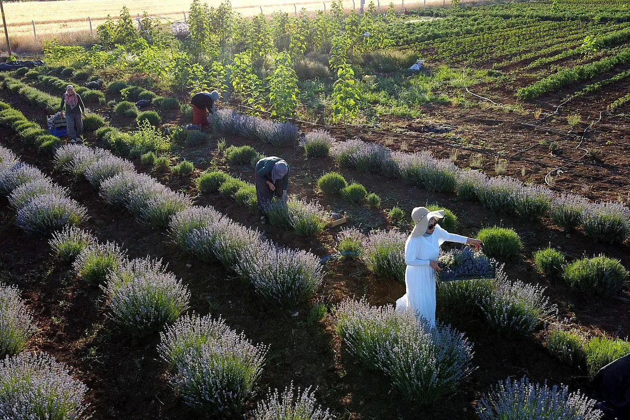 Dededen kalma atıl araziyi lavanta bahçesine dönüştürdü