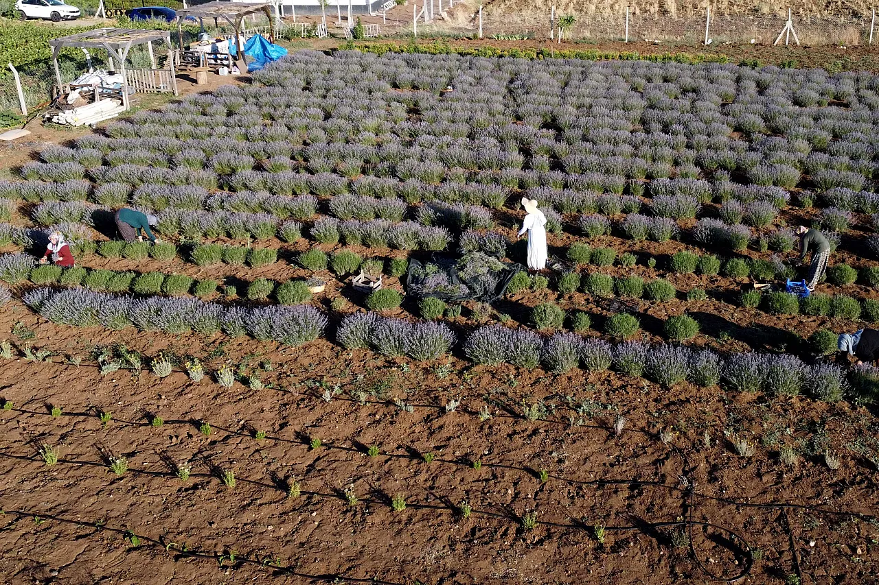 Dededen kalma atıl araziyi lavanta bahçesine dönüştürdü