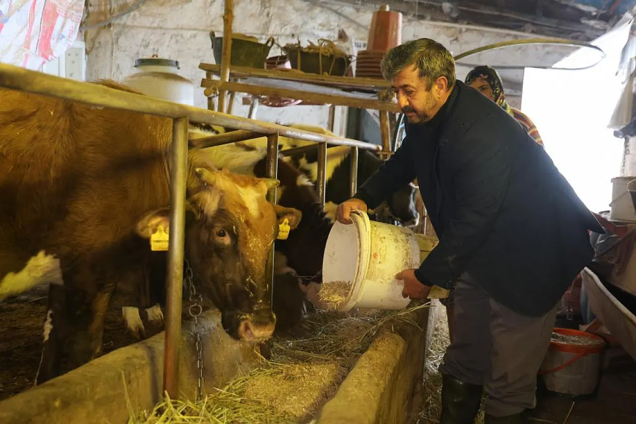Hayvan beklemez, soğuk dinlemez: İşte Elazığlı besicinin şafak mesaisi