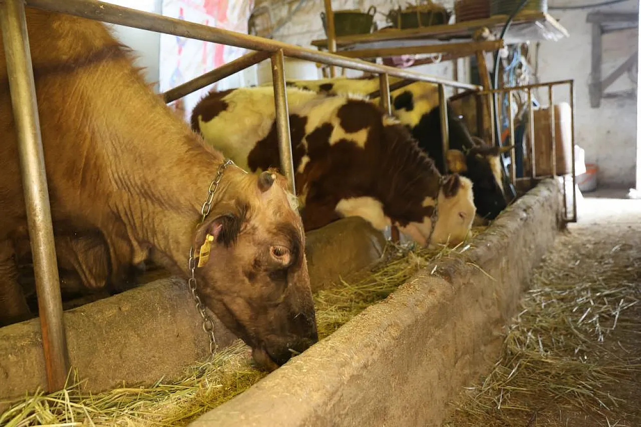 Hayvan beklemez, soğuk dinlemez: İşte Elazığlı besicinin şafak mesaisi