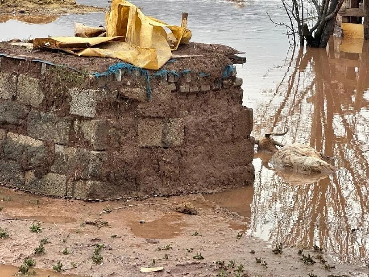 Elazığ'da sağanak yağışın vurduğu beldede hayvanlar telef oldu