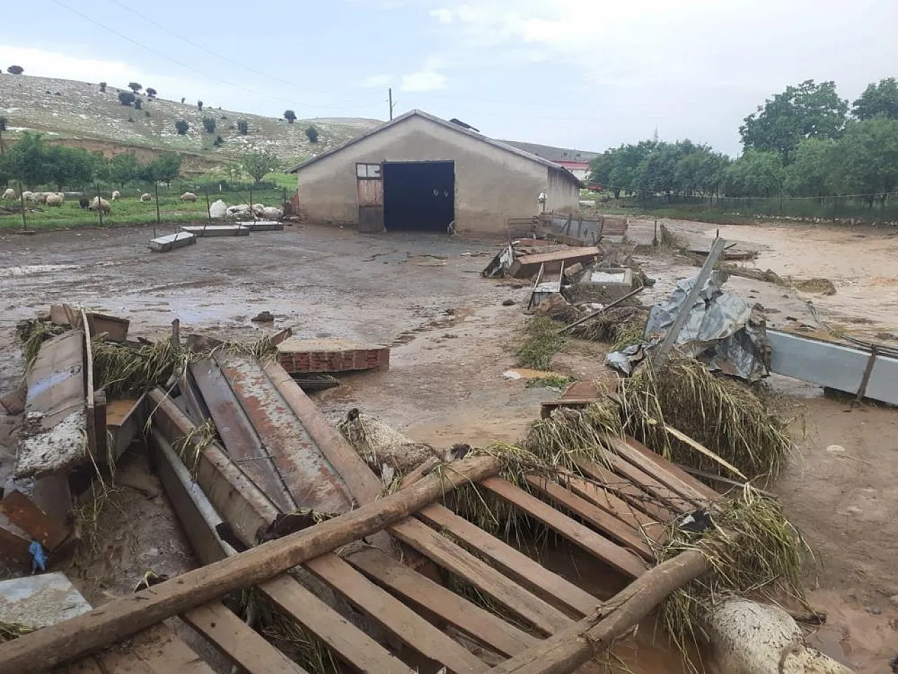 Sağanak yağış nedeniyle 105 hayvan telef oldu