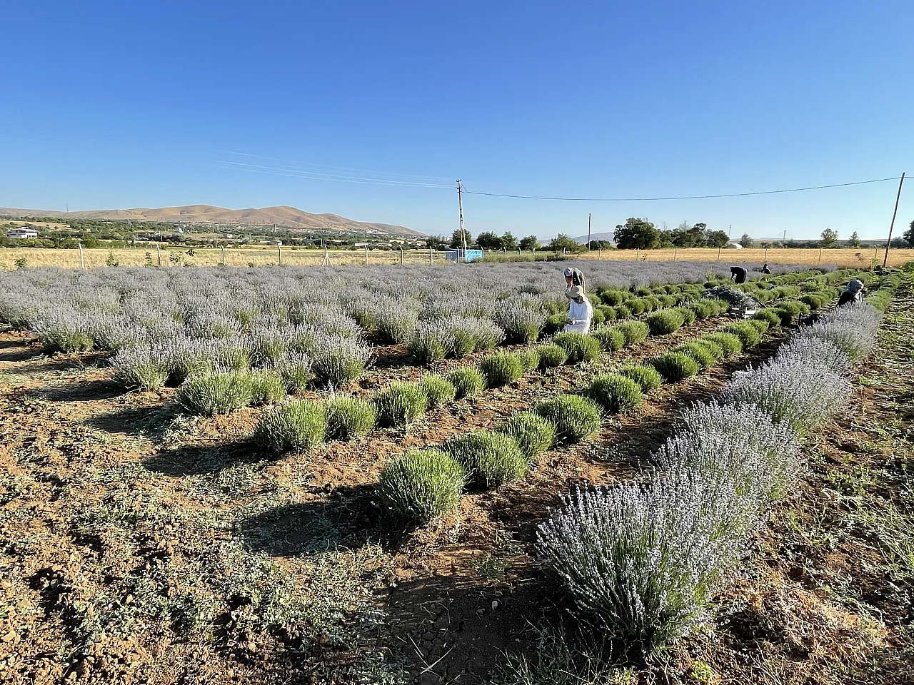 Dededen kalma atıl araziyi lavanta bahçesine dönüştürdü