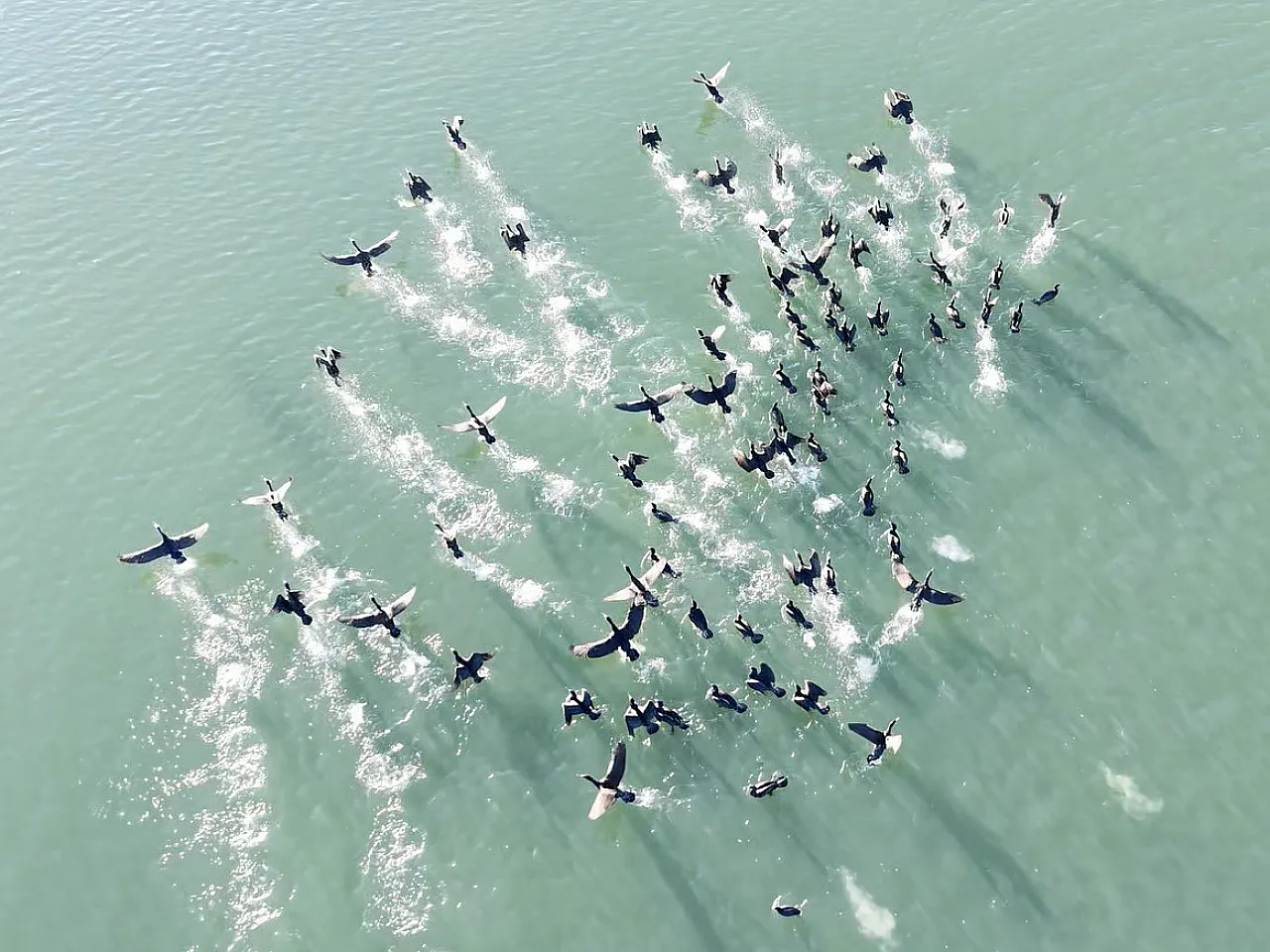 Elazığ Cip Barajı'nda görsel şölen: İşte karabatak sürüsünün masalsı görüntüleri