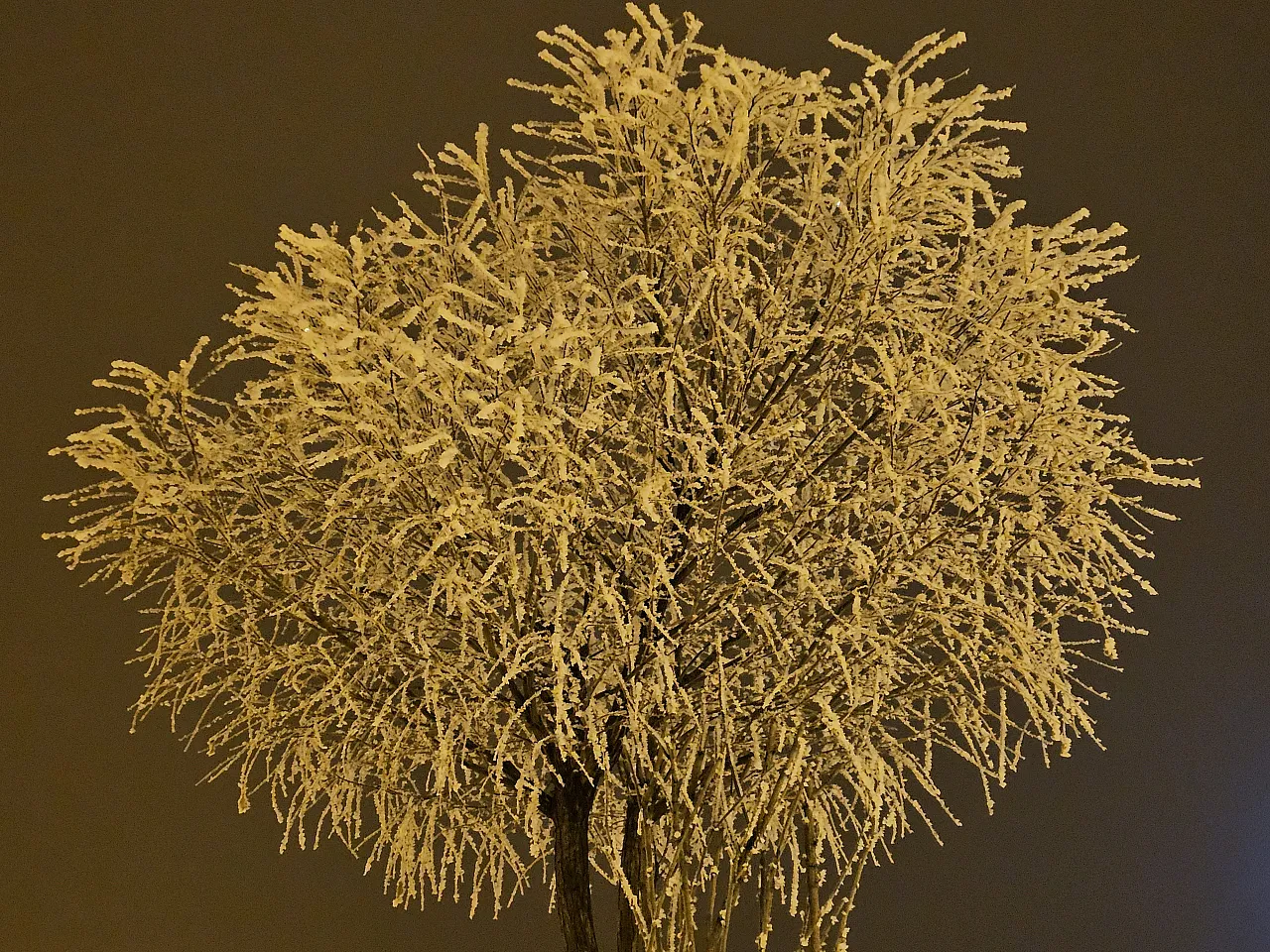 Elazığ'da ağaçlar kırağı tuttu