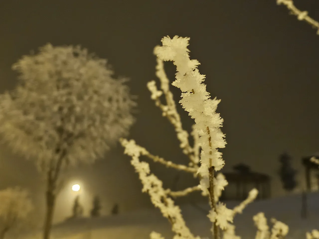 Elazığ'da ağaçlar kırağı tuttu