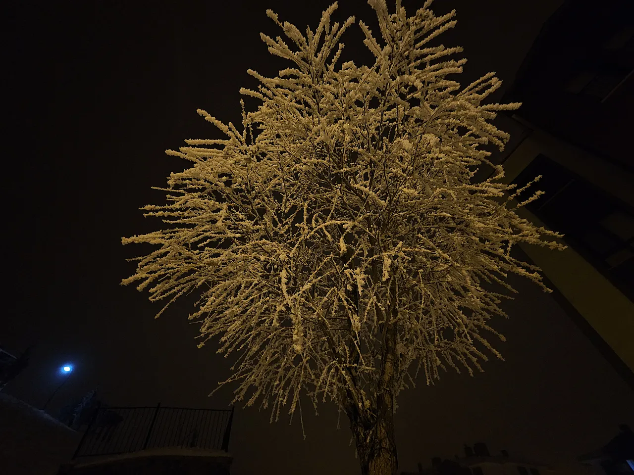 Elazığ'da ağaçlar kırağı tuttu