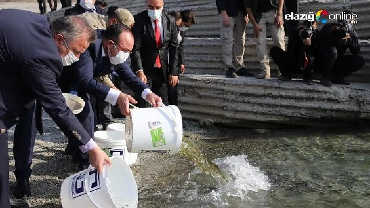 97. yıl anısına 970 bin adet balık yavrusu Keban Barajı'na bırakıldı