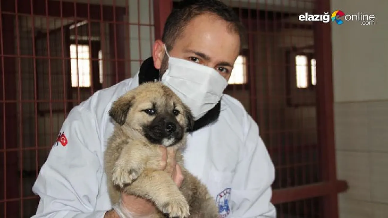 Elazığ Belediyesinden sokak hayvanları için 5 yıldızlı otel konforu