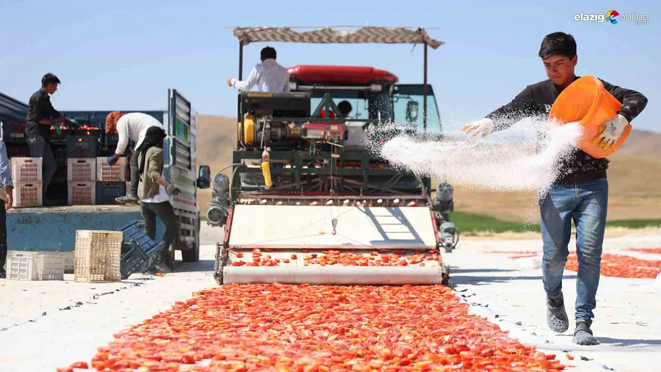 Elazığ Domatesi Dünya Pazarında: 15 Bin Ton Rekolte Bekleniyor!