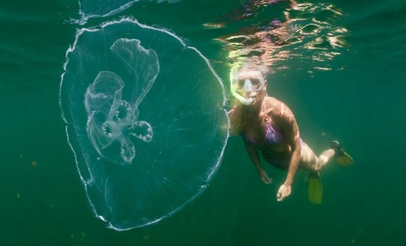 Bilim insanlarından ilginç bilgiler, 1939'da keşfedilmişti, sonunda sırrı çözüldü