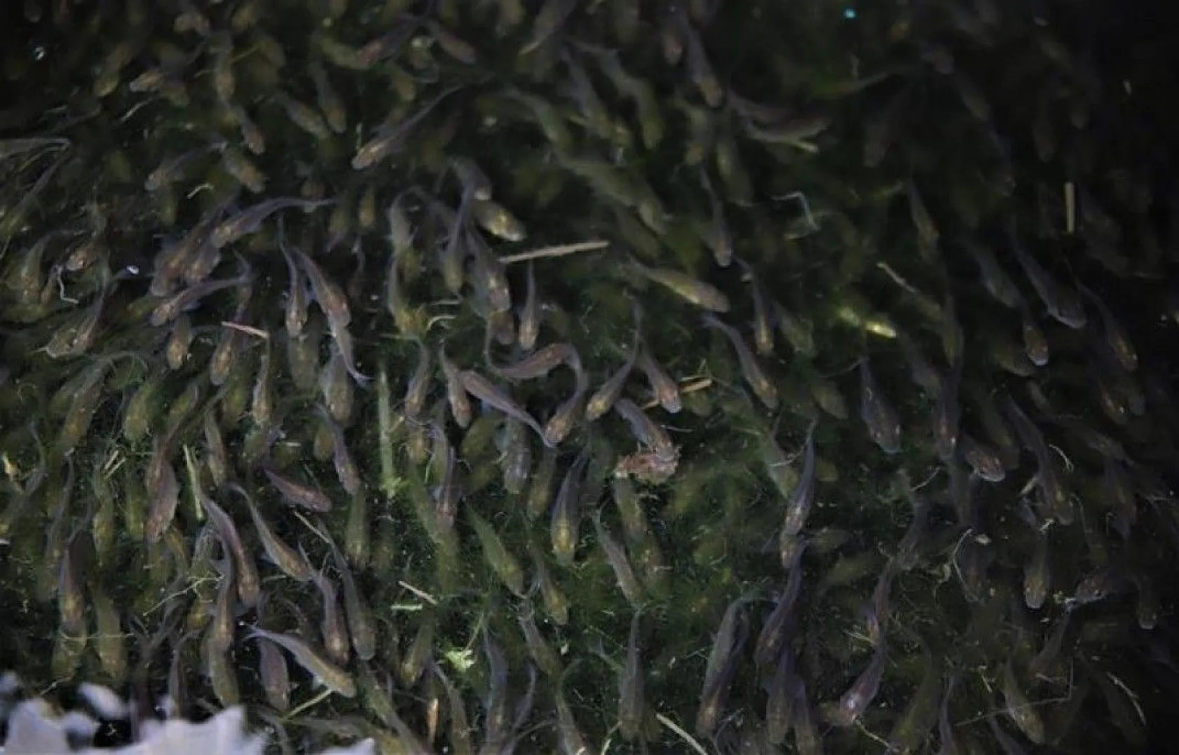 97. yıl anısına 970 bin adet balık yavrusu Keban Barajı'na bırakıldı