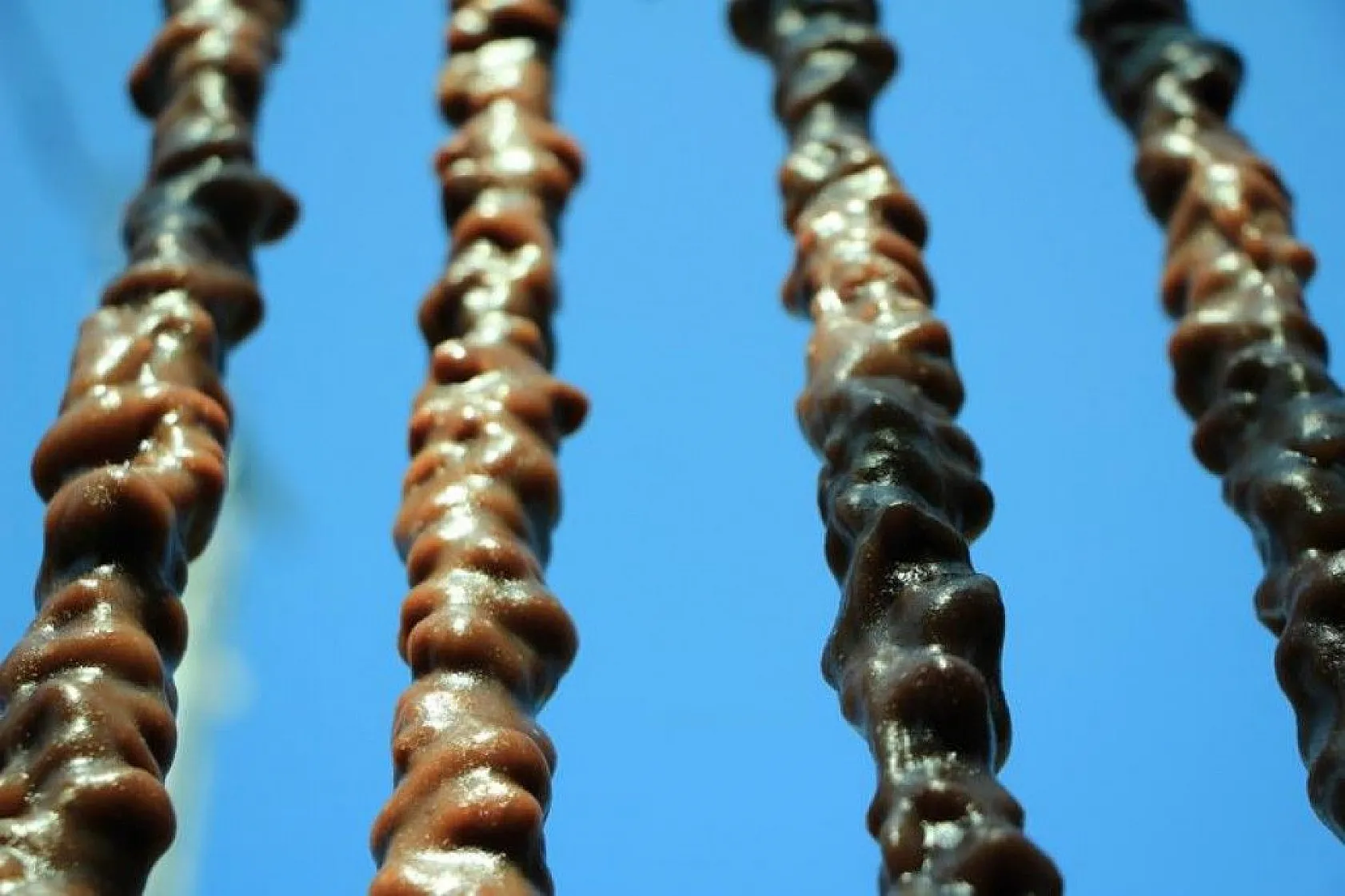 Elazığ'ın tescilli lezzeti 'orcik' için mesai başladı