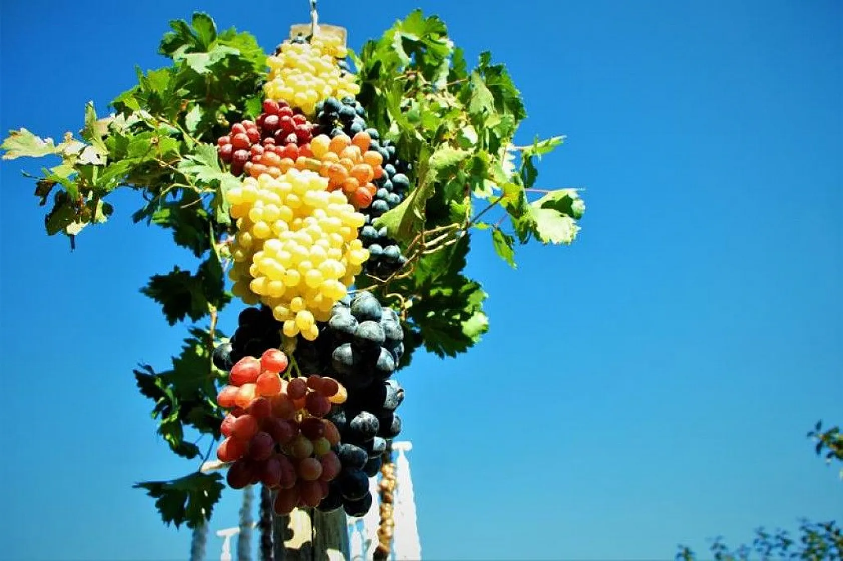 14. Orcik Festivali ve Bağ Bozumu Şenliği düzenlendi