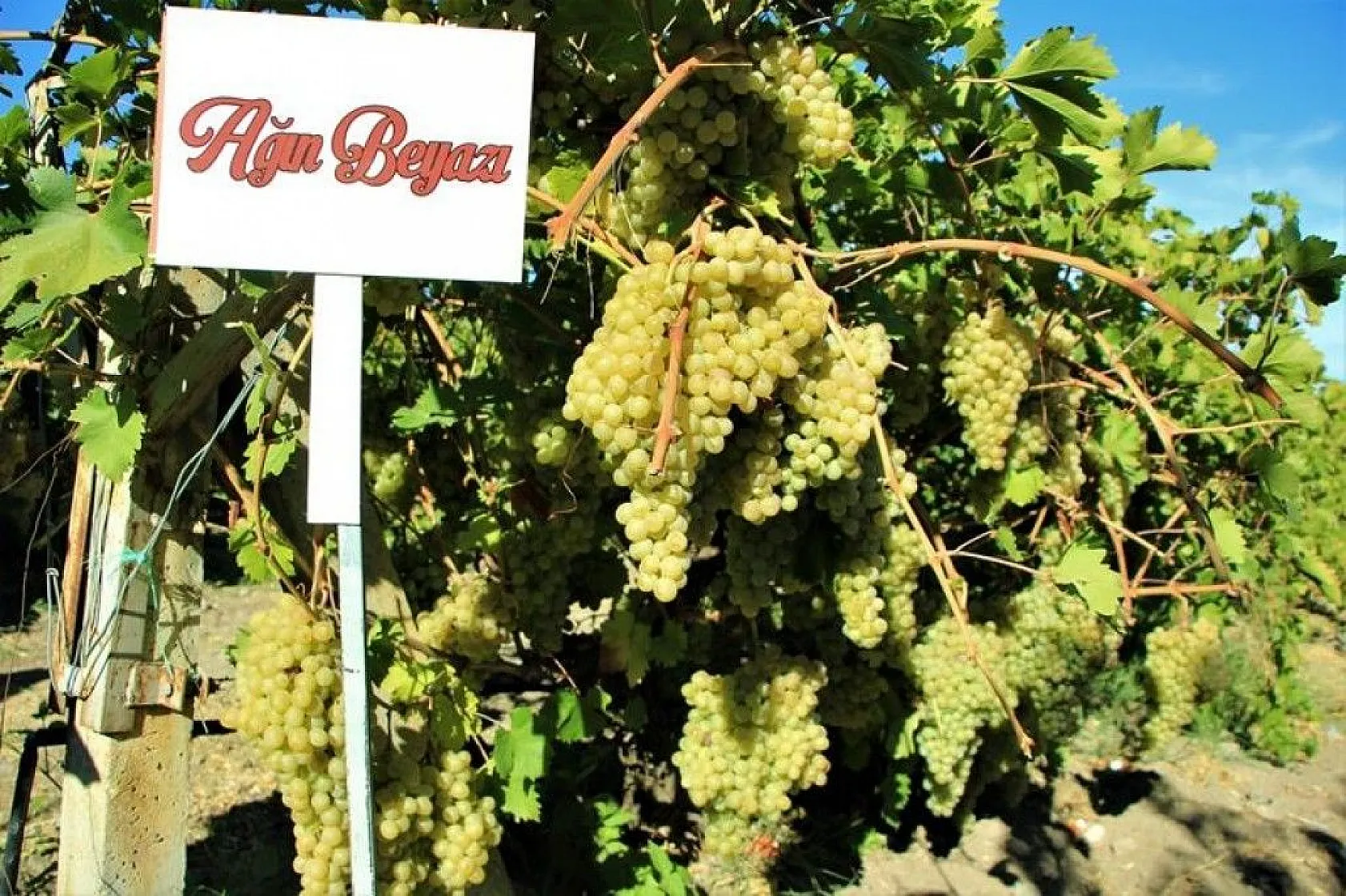 14. Orcik Festivali ve Bağ Bozumu Şenliği düzenlendi