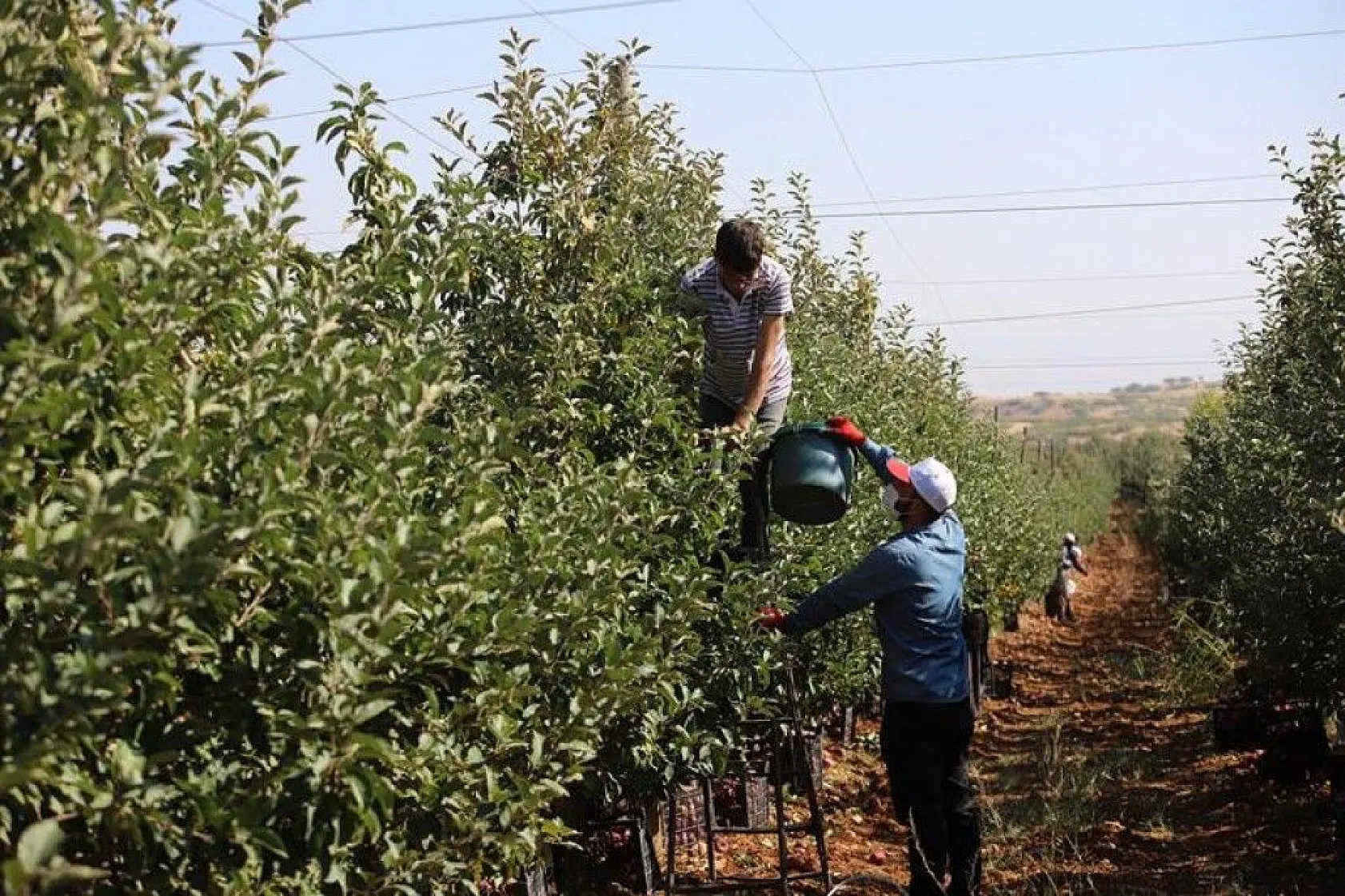 Memurluğu bıraktı, modern tarımla kendi işinin patronu oldu